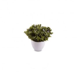 Maceta Boxwood - Chica - Claudia Adorno